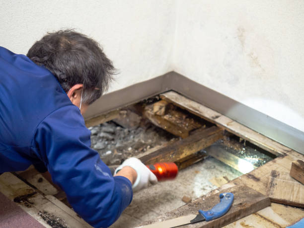 Best Crawl Space Mold Removal  in Eleele, HI