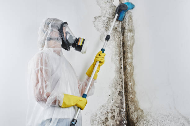 Best Local Mold Removal Service  in Eleele, HI