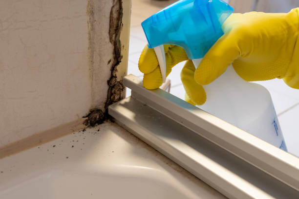 Best Mold Cleaning Services  in Eleele, HI