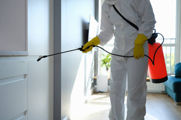 Best Attic Mold Removal  in Eleele, HI