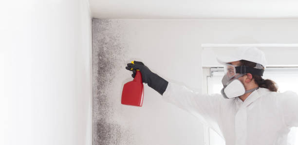 Best Commercial Mold Removal  in Eleele, HI